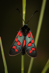 Zygaena oxytropis