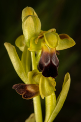 Ophrys fusca funerea