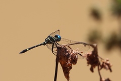 Tetrathemis camerunensis