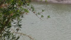 Apalone spinifera emoryi