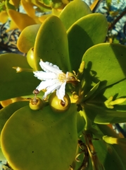 Scaevola plumieri