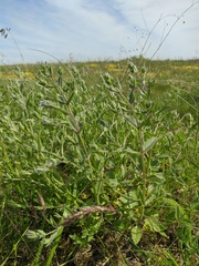 Nepeta parviflora