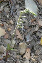 Epipactis microphylla