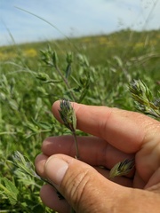 Nepeta parviflora