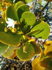 Scaevola plumieri
