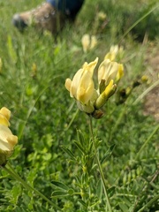 Astragalus glaucus