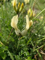 Astragalus glaucus