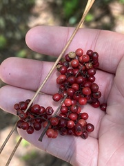 Schinus terebinthifolia