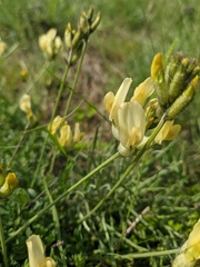 Astragalus glaucus