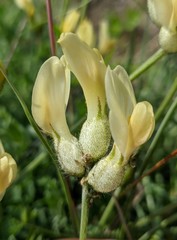 Astragalus glaucus