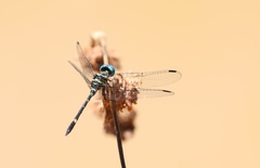 Tetrathemis camerunensis