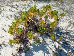 Scaevola plumieri