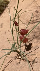 Astragalus ceramicus