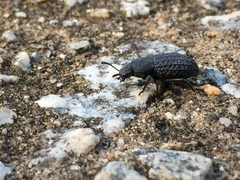 Polypleurus perforatus