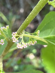 Callicarpa americana