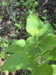 Callicarpa americana