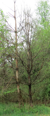 Cronartium ribicola