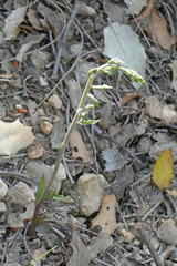 Epipactis microphylla