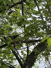 Agelaius phoeniceus