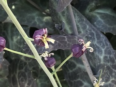 Caulanthus amplexicaulis