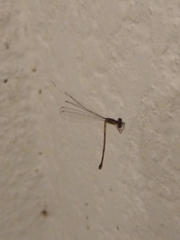 Argentagrion ambiguum