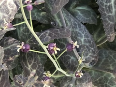 Caulanthus amplexicaulis