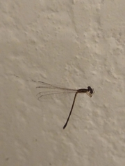 Argentagrion ambiguum
