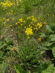 Takhtajaniantha crispa