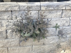 Caulanthus amplexicaulis