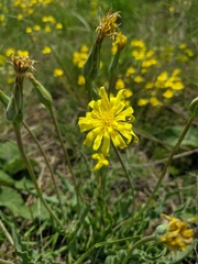 Takhtajaniantha crispa