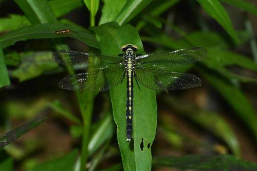 Trigomphus beatus