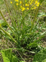 Takhtajaniantha crispa