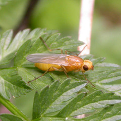 Psila fimetaria