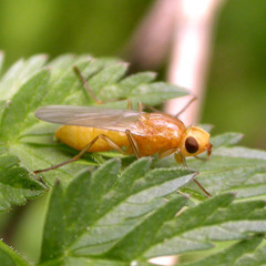 Psila fimetaria