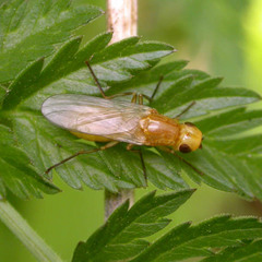 Psila fimetaria