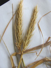 Elymus virginicus virginicus