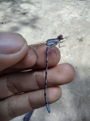 Argia elongata