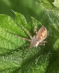 Philodromus