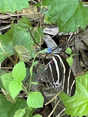 Heliconius charithonia