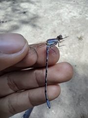 Argia elongata