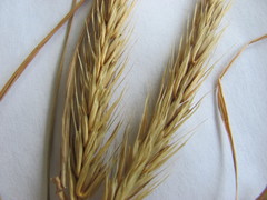 Elymus virginicus virginicus