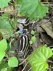 Heliconius charithonia