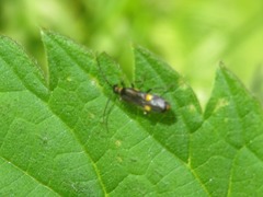 Malthodes marginatus