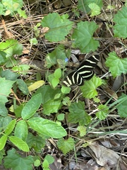 Heliconius charithonia