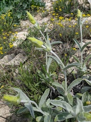 Sideritis catillaris