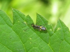 Malthodes marginatus