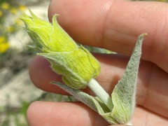 Sideritis catillaris