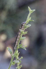 Sympistis perscripta