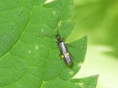 Malthodes marginatus