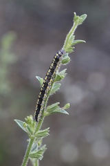 Sympistis perscripta